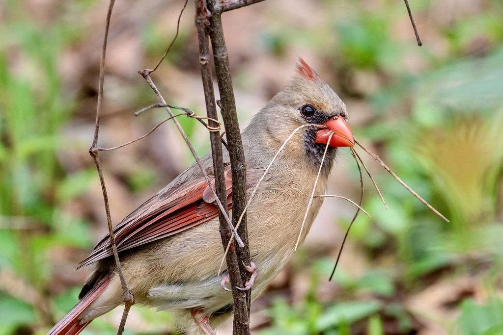 Northern Cardinal by atlnature is licensed under CC BY 2.0.